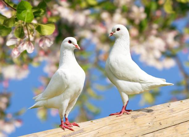 istockphoto-1080364898-612x612