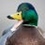 Mallard8